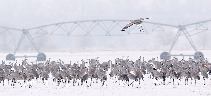 Cranes arriving in Central Nebraska